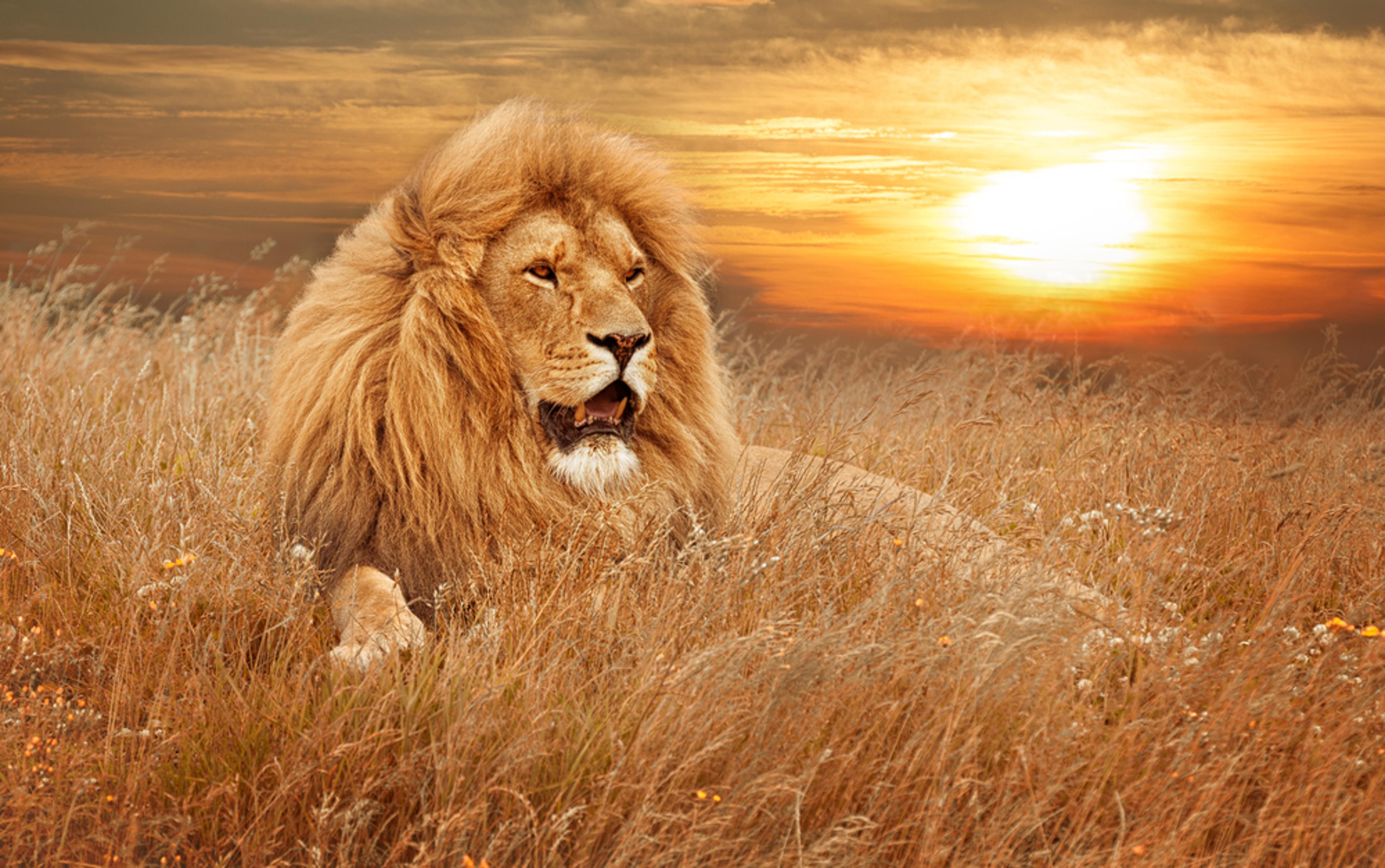 Animal Symbolism in Tarot