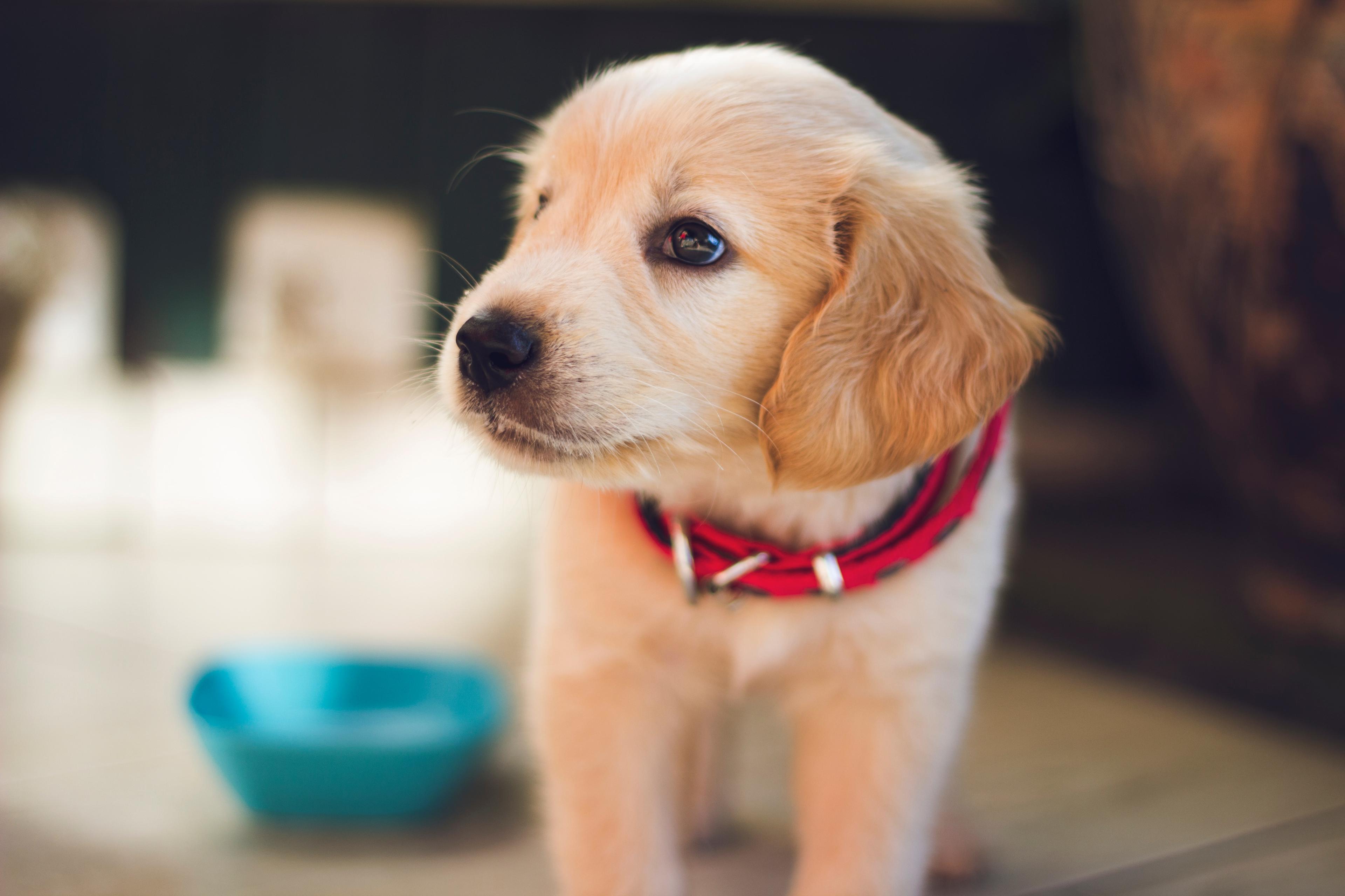 Tarot Readings for Pets
