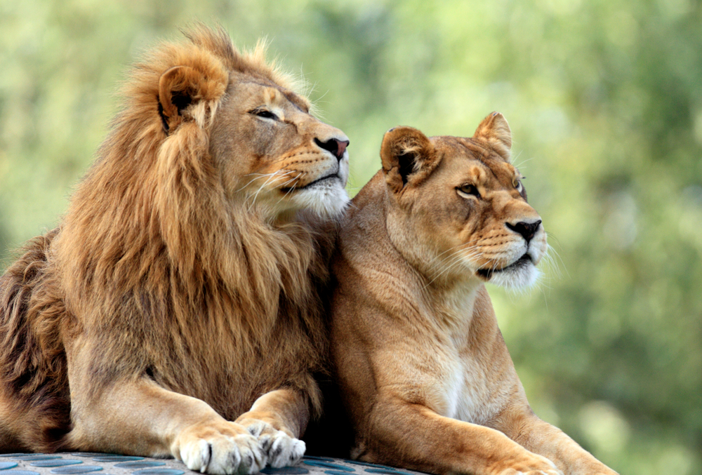 A Guide to Aries Sun, Leo Moon