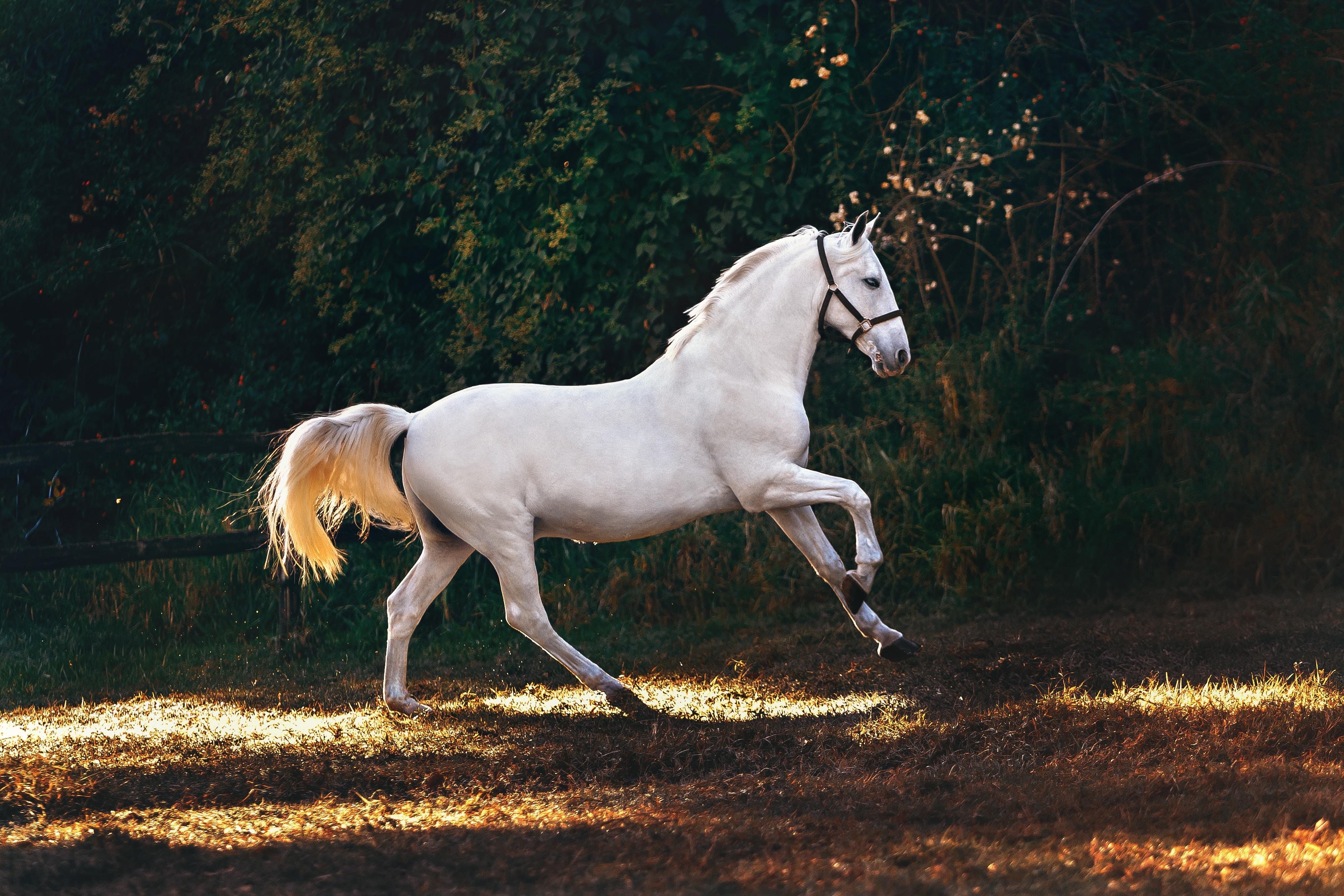 Horse Dream Meanings and Interpretations