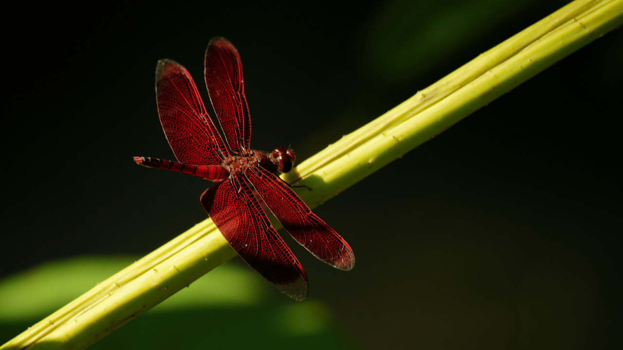 Red Dragonfly Symbolism: What This Rare Messenger Means