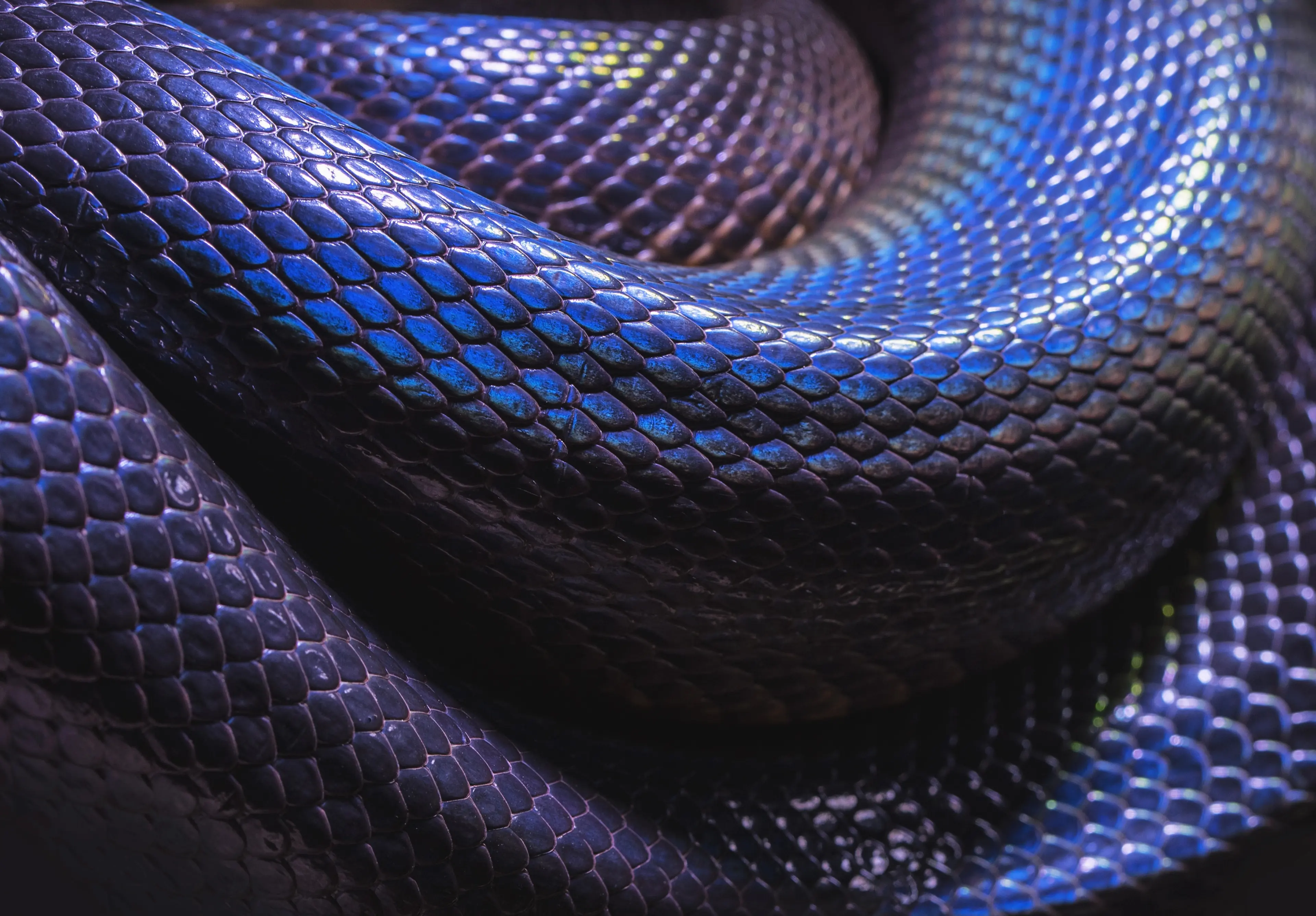 Dreams About Snakes and the Symbolism Behind Them