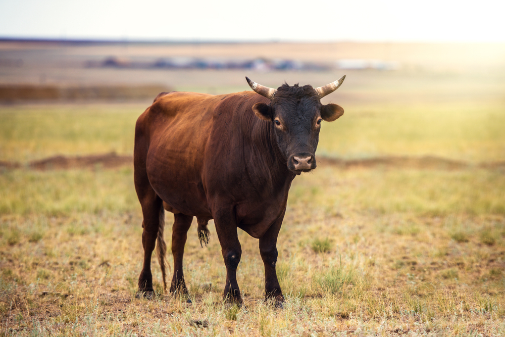 Taurus Sun, Leo Moon Traits