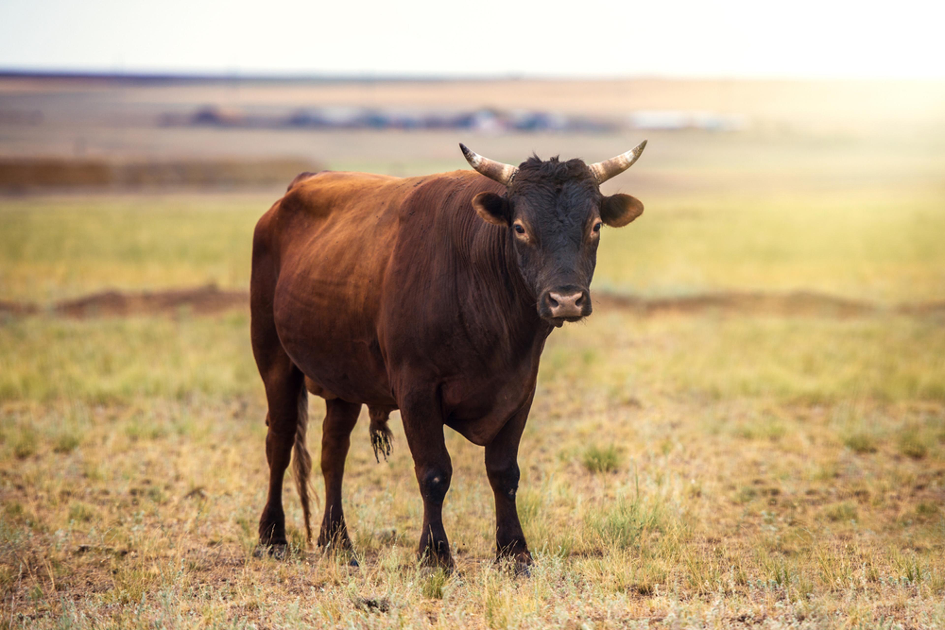 Taurus Sun, Leo Moon Traits